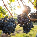 Living in Harrisburg, Vineyards, Breweries